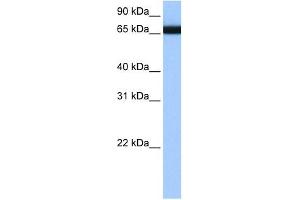 HNRPLL antibody used at 1 ug/ml to detect target protein. (HNRPLL anticorps  (N-Term))