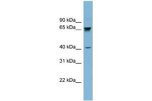 WB Suggested Anti-ACHE Antibody Titration: 0. (Acetylcholinesterase anticorps  (Middle Region))