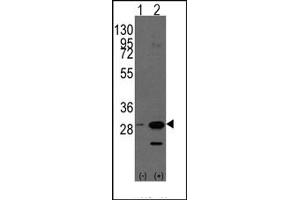 Image no. 1 for anti-Prohibitin (PHB) (AA 189-219), (C-Term) antibody (ABIN357837) (Prohibitin anticorps  (C-Term))