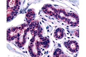Anti-TRIB3 antibody IHC of human breast. (TRIB3 anticorps  (C-Term))