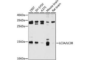 Western blot analysis of extracts of various cell lines, using LC3A/LC3B antibody (ABIN6129923, ABIN6143467, ABIN6143469 and ABIN6221253) at 1:500 dilution.