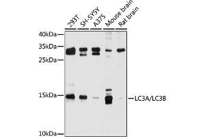 Western blot analysis of extracts of various cell lines, using LC3A/LC3B antibody (ABIN6129923, ABIN6143467, ABIN6143469 and ABIN6221253) at 1:500 dilution. (LC3B anticorps  (AA 1-121))
