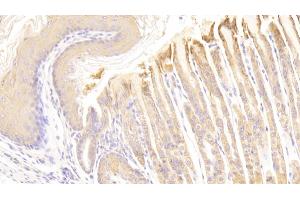 Detection of HRG in Mouse Stomach Tissue using Polyclonal Antibody to Histidine Rich Glycoprotein (HRG) (HRG anticorps  (AA 93-328))