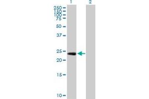 Western Blot analysis of EGFL7 expression in transfected 293T cell line by EGFL7 MaxPab polyclonal antibody. (EGFL7 anticorps  (AA 1-273))