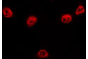 ABIN6266653 staining COS7 by IF/ICC.