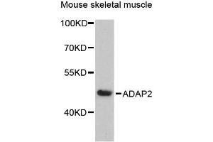 Western blot analysis of extracts of mouse skeletal muscle, using ADAP2 antibody (ABIN6292595) at 1:3000 dilution. (ADAP2 anticorps)
