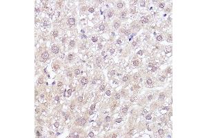 Immunohistochemistry of paraffin-embedded rat liver using MEK1 Rabbit mAb (ABIN7268633) at dilution of 1:100 (40x lens). (MEK1 anticorps)
