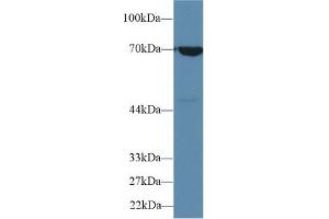 Detection of HSPA1B in Human A549 cell lysate using Polyclonal Antibody to Heat Shock 70 kDa Protein 1B (HSPA1B) (HSPA1B anticorps  (AA 1-642))