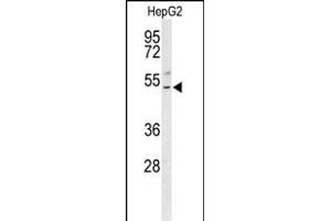 Western blot analysis of BLZF1 Antibody (Center) (ABIN653552 and ABIN2842935) in HepG2 cell line lysates (35 μg/lane). (BLZF1 anticorps  (AA 156-184))