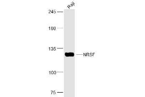Raji lysates probed with NRSF Polyclonal Antibody, Unconjugated  at 1:300 dilution and 4˚C overnight incubation. (REST anticorps  (AA 401-450))