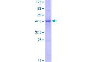 Image no. 1 for Interleukin 19 (IL19) (AA 1-215) protein (GST tag) (ABIN1307730)