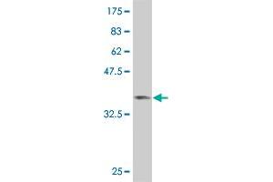 Western Blot detection against Immunogen (36. (SMAD6 anticorps  (AA 285-384))