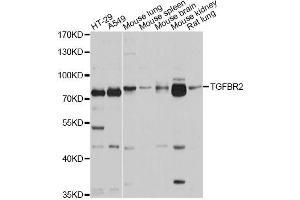 Western blot analysis of extracts of various cell lines, using TGFBR2 antibody (ABIN5970659) at 1/1000 dilution. (TGFBR2 anticorps)