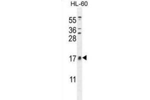 Western Blotting (WB) image for anti-Cornichon Homolog 2 (CNIH2) antibody (ABIN2996238) (CNIH2 anticorps)