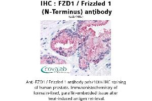Image no. 1 for anti-Frizzled Family Receptor 1 (Fzd1) (Extracellular Domain), (N-Term) antibody (ABIN1734495) (FZD1 anticorps  (Extracellular Domain, N-Term))