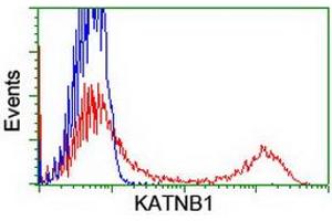 HEK293T cells transfected with either RC201852 overexpress plasmid (Red) or empty vector control plasmid (Blue) were immunostained by anti-KATNB1 antibody (ABIN2455175), and then analyzed by flow cytometry. (KATNB1 anticorps)