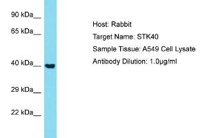 Host: Rabbit Target Name: STK40 Sample Type: A549 Whole Cell lysates Antibody Dilution: 1. (STK40 anticorps  (N-Term))