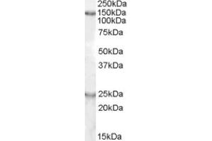 Image no. 1 for anti-KIAA0319 (KIAA0319) (Internal Region) antibody (ABIN374972) (KIAA0319 anticorps  (Internal Region))