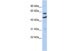 Western Blotting (WB) image for anti-CCR4-NOT Transcription Complex, Subunit 6 (CNOT6) antibody (ABIN2458534) (CNOT6 anticorps)