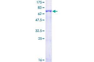 SDS-PAGE (SDS) image for Betaine--Homocysteine S-Methyltransferase (BHMT) (AA 1-406) protein (GST tag) (ABIN1346663)