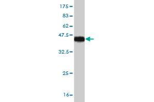 Western Blot detection against Immunogen (37.