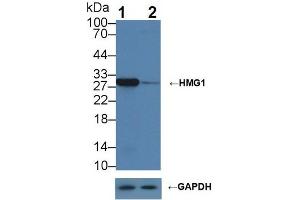 Western blot analysis of (1) Wild-type HepG2 cell lysate, and (2) HMG1 knockout HepG2 cell lysate, using Rabbit Anti-Mouse HMG1 Antibody (1 µg/ml) and HRP-conjugated Goat Anti-Mouse antibody ( (HMGB1 anticorps  (AA 1-215))