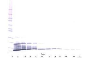 Image no. 1 for anti-Chemokine (C-X-C Motif) Ligand 16 (CXCL16) antibody (ABIN465413)