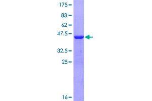 Image no. 1 for Protein Phosphatase 1, Regulatory (Inhibitor) Subunit 1C (PPP1R1C) (AA 1-109) protein (GST tag) (ABIN1315976)