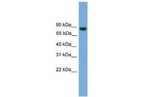 WB Suggested Anti-EXOC8 Antibody Titration: 0. (EXOC8 anticorps  (N-Term))