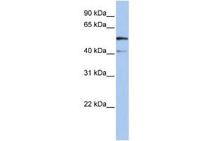 WB Suggested Anti-SLC23A3 Antibody Titration:  0.