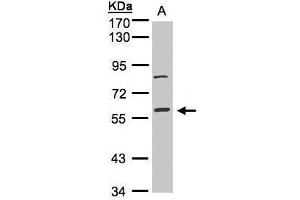 MAPK8IP1 anticorps