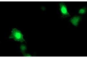 Anti-ARL11 mouse monoclonal antibody (ABIN2455271) immunofluorescent staining of COS7 cells transiently transfected by pCMV6-ENTRY ARL11 (RC203868). (ARL11 anticorps)