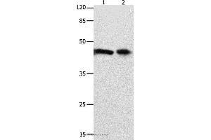 Western blot analysis of 293T cell and mouse intestinum tenue tissue  , using FOXL1  Polyclonal Antibody at dilution of 1:850