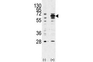Western blot analysis of Beclin 1 antibody and 293 lysate transiently transfected with the BECN1 gene (2ug/lane). (Beclin 1 anticorps  (AA 181-210))