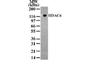 HDAC6 pAb tested by Western blot. (HDAC6 anticorps  (AA 1-16))