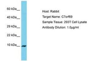 Image no. 1 for anti-Chromosome 7 Open Reading Frame 69 (C7ORF69) (AA 63-112) antibody (ABIN6750687) (C7ORF69 anticorps  (AA 63-112))