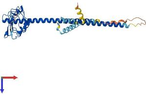 AlphaFold protein structure predicition of Mouse Recombinant Lrrc59 Protein, UniprotID Q922Q8