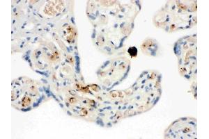 IHC analysis of NAP2 using anti-NAP2 antibody (ABIN3044533).