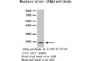 Western Blotting (WB) image for anti-Interferon, alpha 1 (IFNA1) antibody (ABIN1873146)