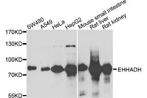 Western blot analysis of extracts of various cell lines, using EHHADH antibody (ABIN1980240) at 1:1000 dilution. (EHHADH anticorps)