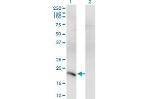 Western Blot analysis of POU5F1 expression in transfected 293T cell line by POU5F1 monoclonal antibody (M05), clone 1B11.