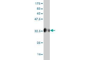 Western Blot detection against Immunogen (33.