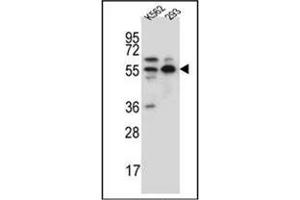 Western blot analysis of APPBP1 Antibody (Center) in K562,293 cell line lysates (35ug/lane).