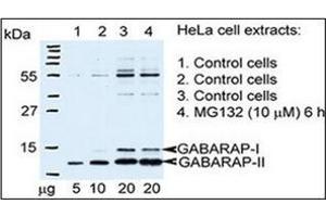 Autophagy GABARAP Antibody (N-term) Cat. (GABARAP anticorps  (N-Term))