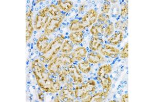 Immunohistochemistry of paraffin-embedded Mouse kidney using EE antibody  at dilution of 1:100 (40x lens).