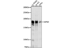 Western blot analysis of extracts of various cell lines, using USP19 antibody. (USP19 anticorps)