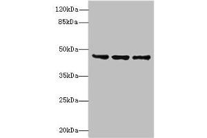Western blot All lanes: FAM53B antibody at 2 μg/mL Lane 1: MCF-7 whole cell lysate Lane 2: A549 whole cell lysate Lane 3: HCT116 whole cell lysate Secondary Goat polyclonal to rabbit IgG at 1/10000 dilution Predicted band size: 46, 34 kDa Observed band size: 46 kDa (FAM53B anticorps  (AA 1-305))
