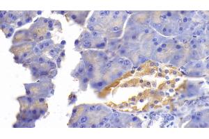 Detection of FN in Mouse Pancreas Tissue using Polyclonal Antibody to Fibronectin (FN)