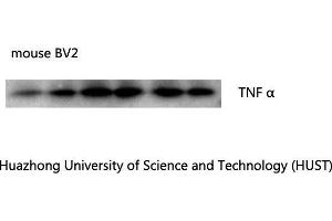 Western Blot (WB) analysis: Please contact us for more details. (TNF alpha anticorps)