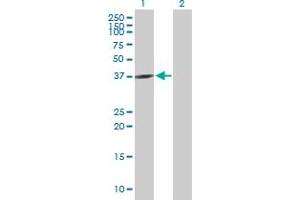 Western Blot analysis of GNAQ expression in transfected 293T cell line by GNAQ MaxPab polyclonal antibody.